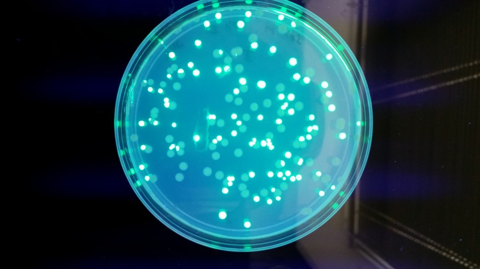 Bacterial colonies with and without a plasmid containing a gene for green fluorescence protein.